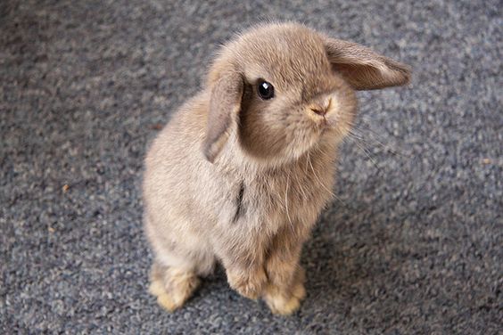 bunny cute