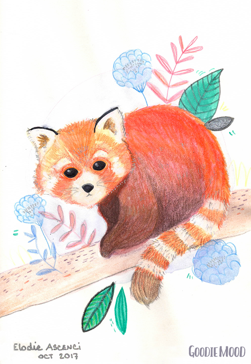 illustration d'un panda roux à l'aquarelle et aux crayons de couleurs
