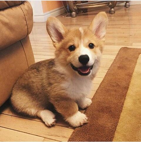 pinterest cute corgi picture